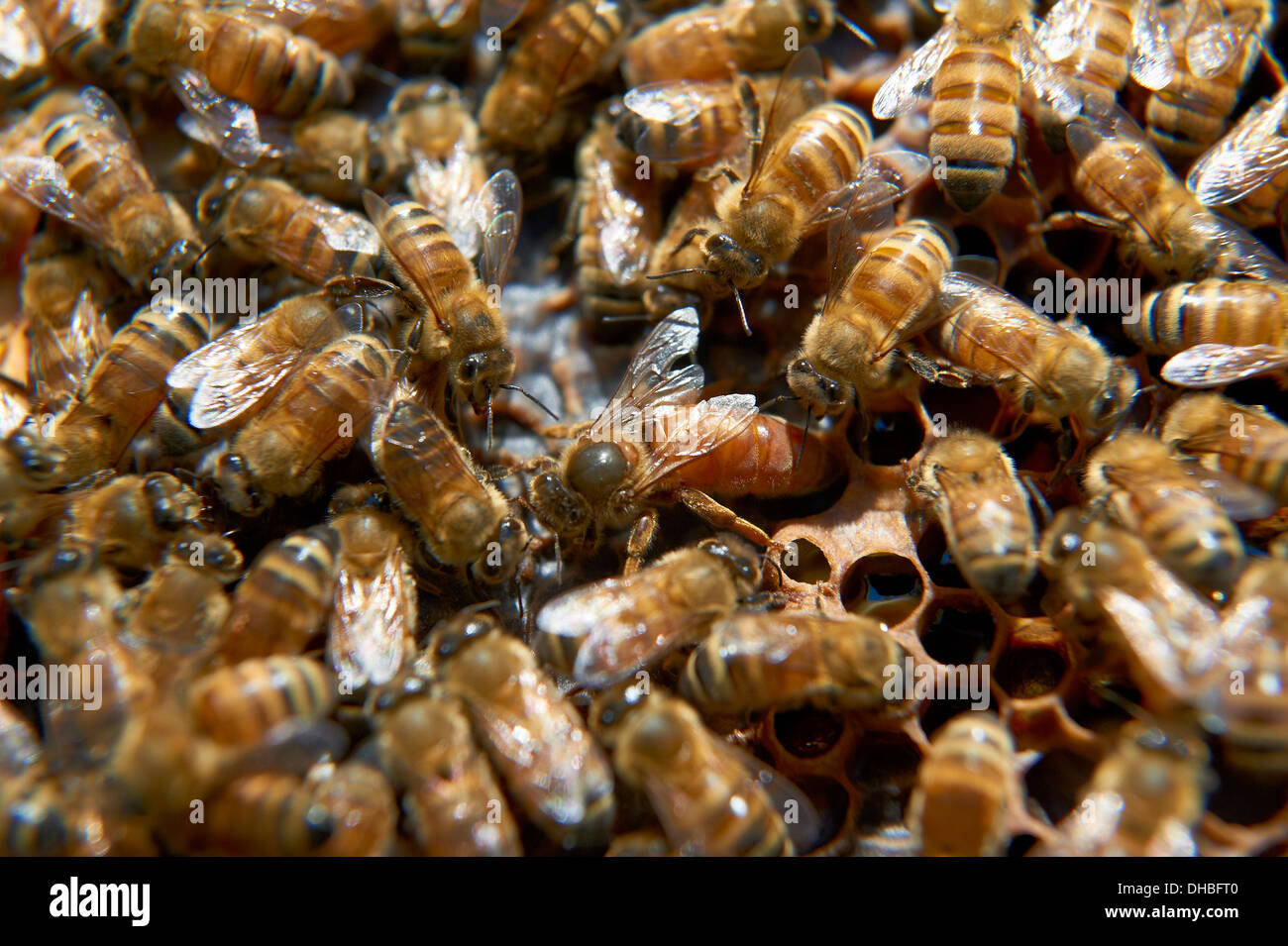 European queen honey bee hi-res stock photography and images - Alamy