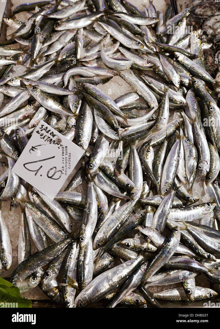 Fresh sardines for sale at the Rialto markets, Venice, Italy. Stock Photo