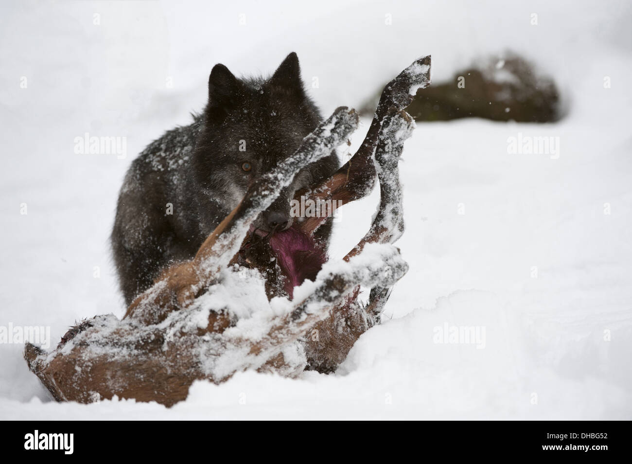 Timber wolf with carrion in snow, Canis lupus lycaon, North America Stock Photo