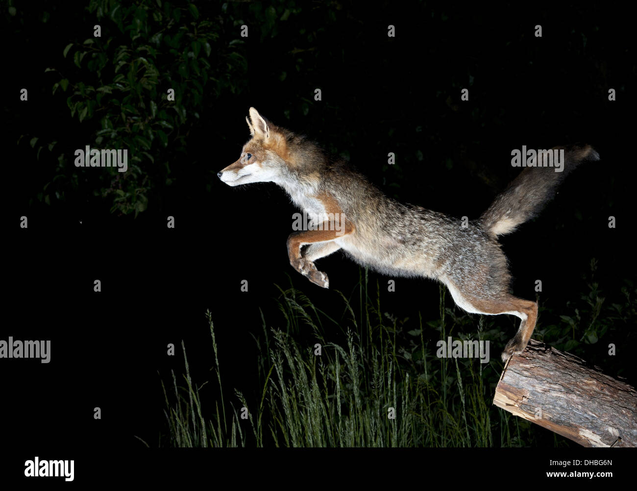Red Fox jumping, Vulpes vulpes, Germany, Europe Stock Photo - Alamy