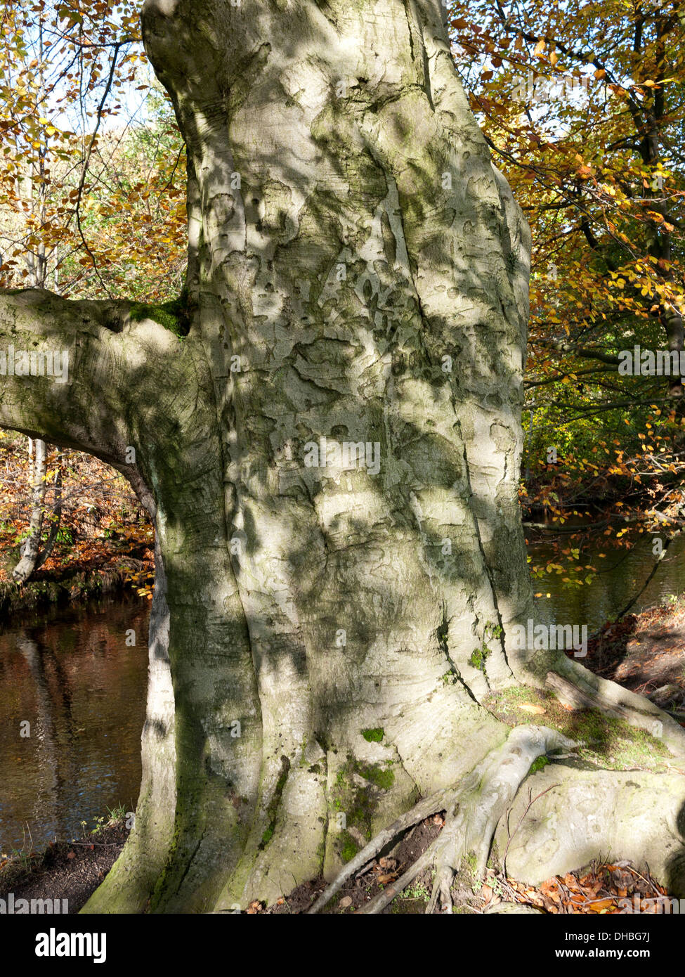 Beech Tree trunk. UK. Stock Photo
