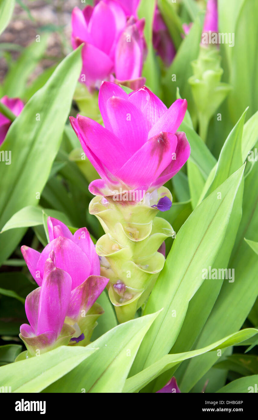 garden flowers blooming curcuma alismatifolia green nature Stock Photo
