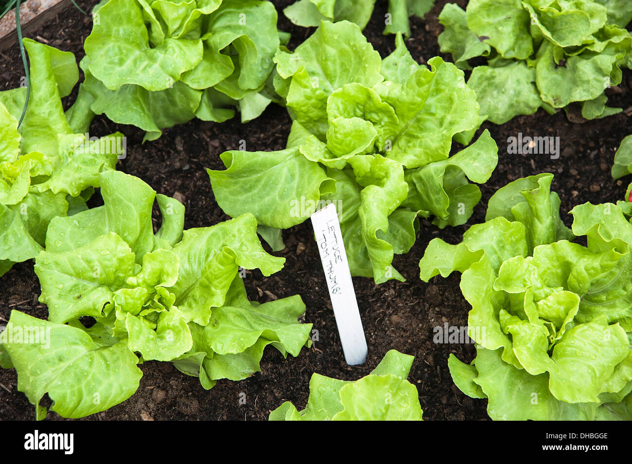 Lettuce Latuca Sativa 'Tom Thumb'. Hampton Court 2009. Winchester Growers The Growing Tastes allotment garden rows of growing Stock Photo