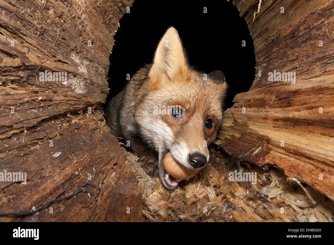 Red Fox with an egg in a hollow tree trunk, Vulpes vulpes, Germany, Europe Stock Photo