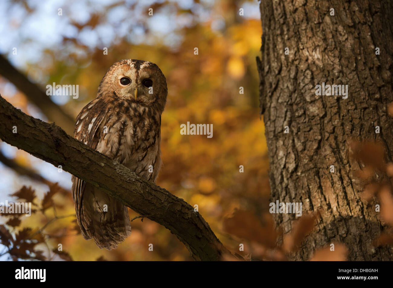Tawny Owl on a tree, Strix aluco, Germany, Europe Stock Photo