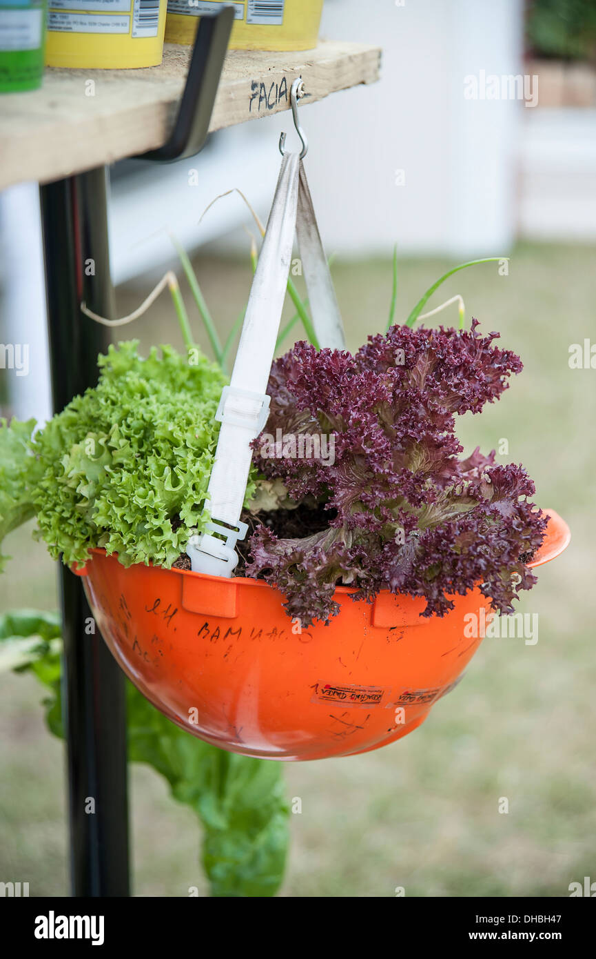 Lettuce  Lactuca sativa 'Lollo rosso' Bronze and green salad leaves growing in recycled workmans helmet at Hampton Court 2009. Stock Photo