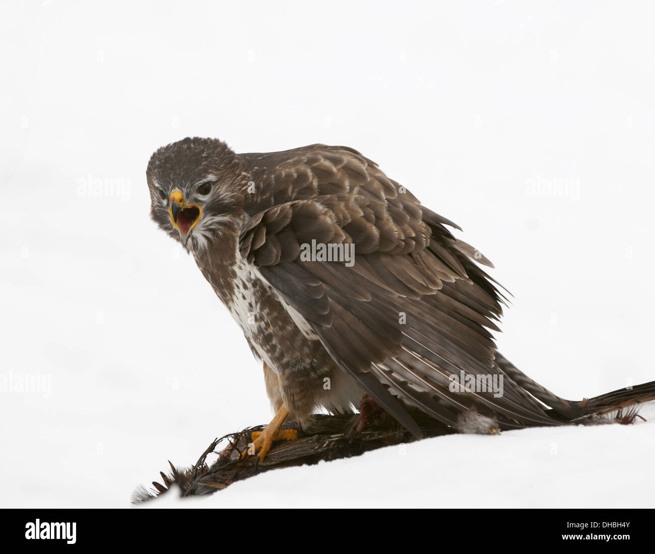 Common buzzard with prey on snow, Buteo buteo, Germany, Europe Stock Photo