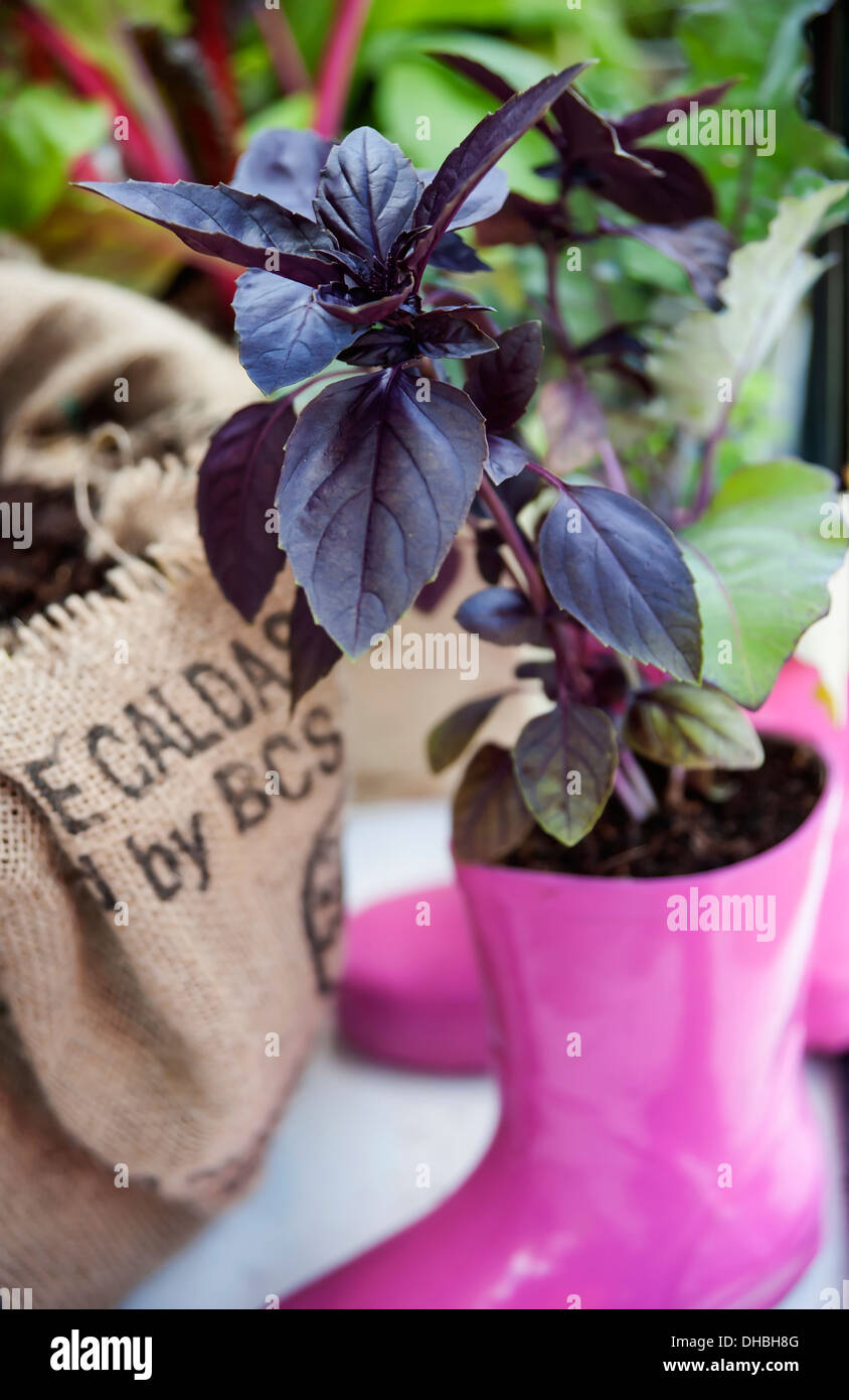 Purple Basil Ocimum basilicum purpurescens growing in bright pink wellington boot at Hampton Court 2009. Capital Growth Stock Photo