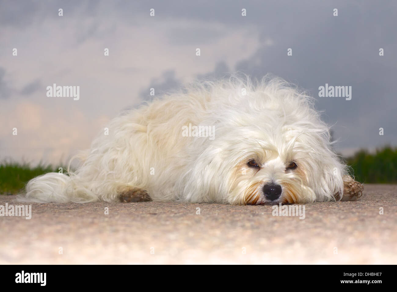 A small dog is wuscheliger extremely bored on the road and waits for an action Stock Photo