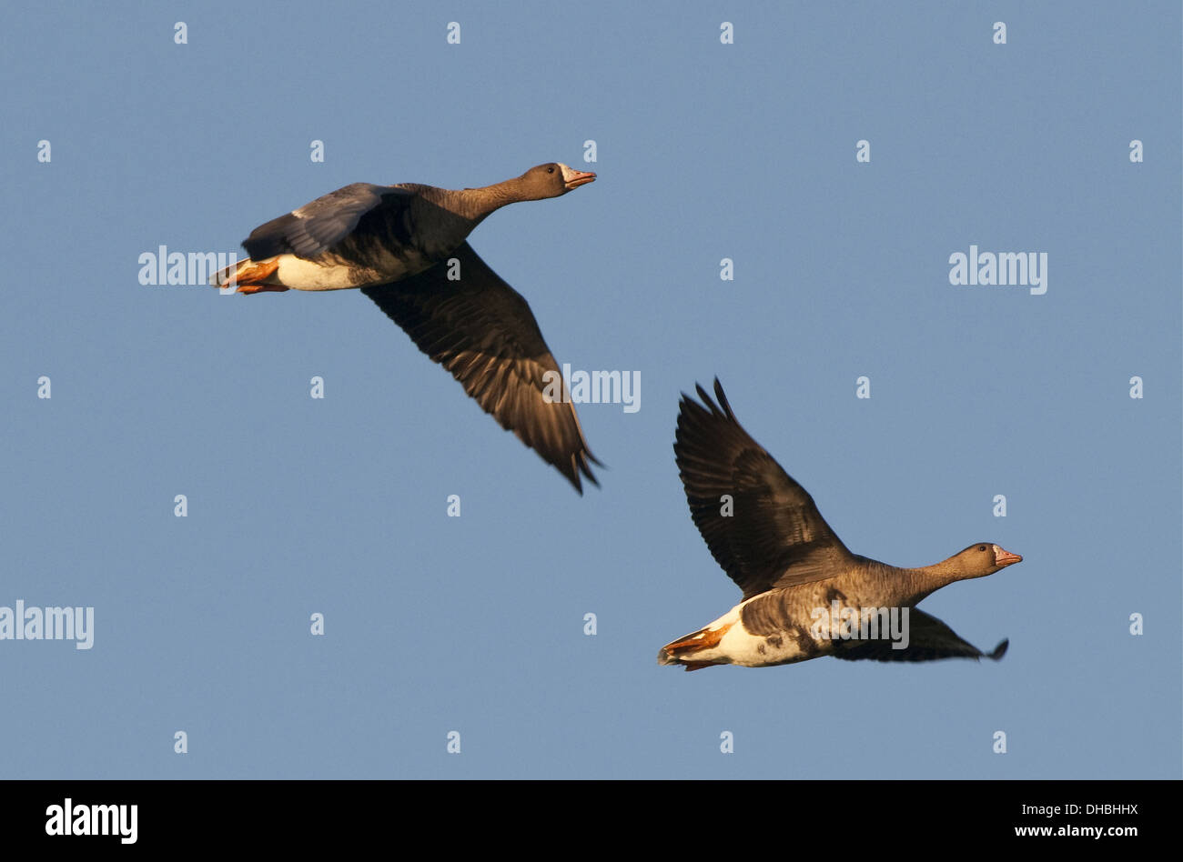 Greylag Geese in flight, Anser anser, Germany, Europe Stock Photo