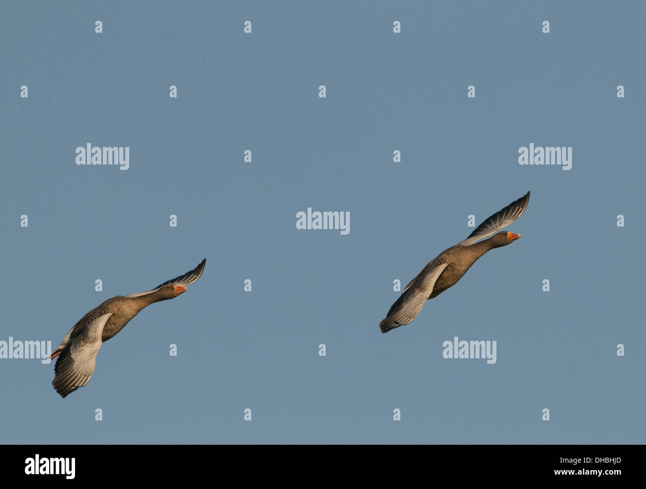 Greylag Geese in flight, Anser anser, Germany, Europe Stock Photo