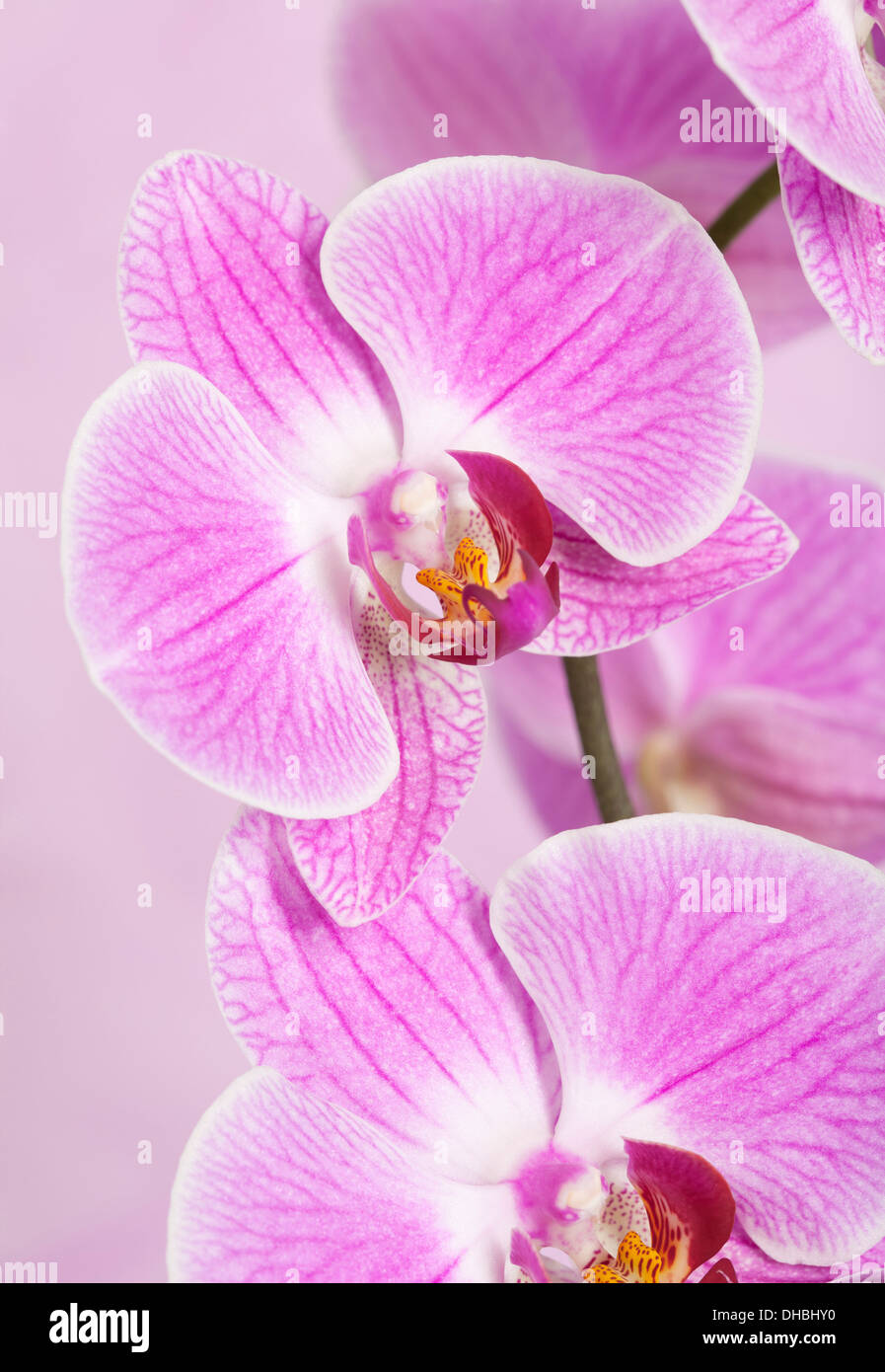 Close up of pink Phalaenopsis Orchid flowers with shallow depth of field isolated against pink background. Stock Photo