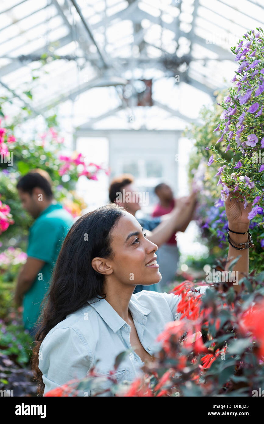A Commercial Greenhouse In A Plant Nursery Growing Organic Flowers A a-commercial-greenhouse-in-a-plant-nursery-growing-organic-flowers-a
