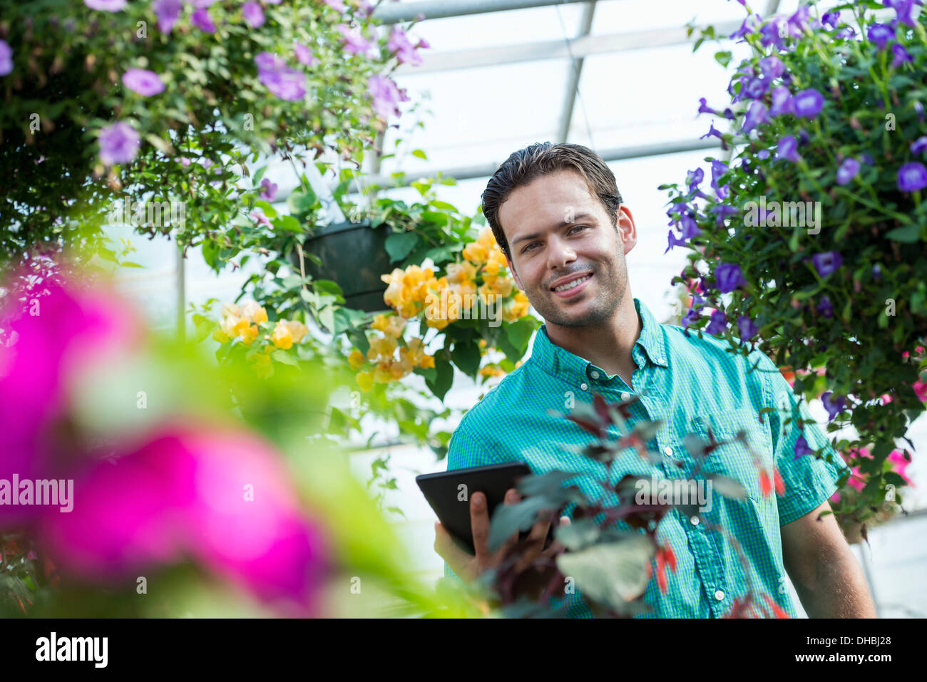 A commercial greenhouse in a plant nursery growing organic flowers. Man