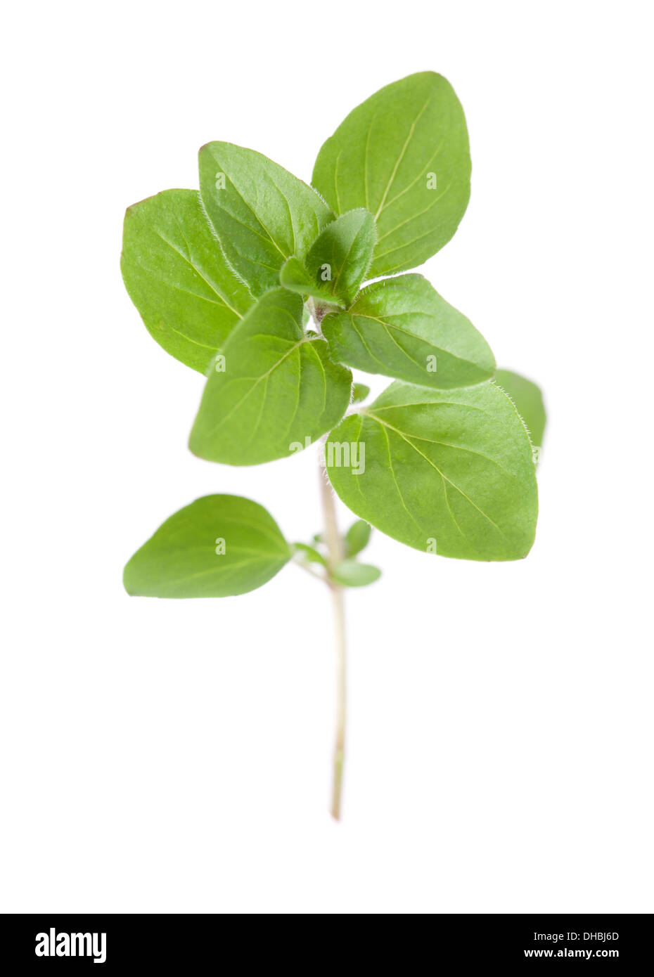 Marjoram hires stock photography and images Alamy
