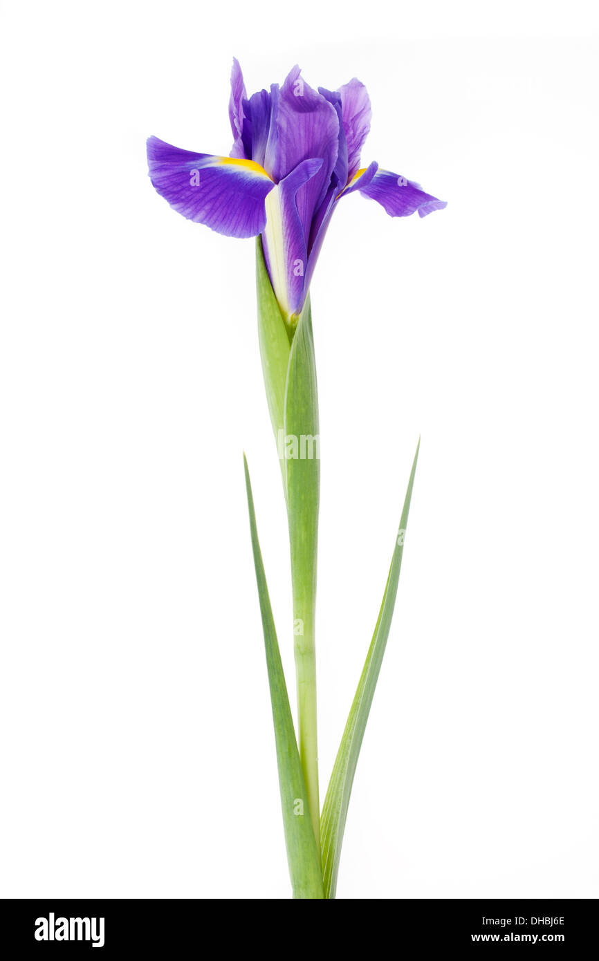 Iris flower isolated on white background with shallow depth of field. Stock Photo