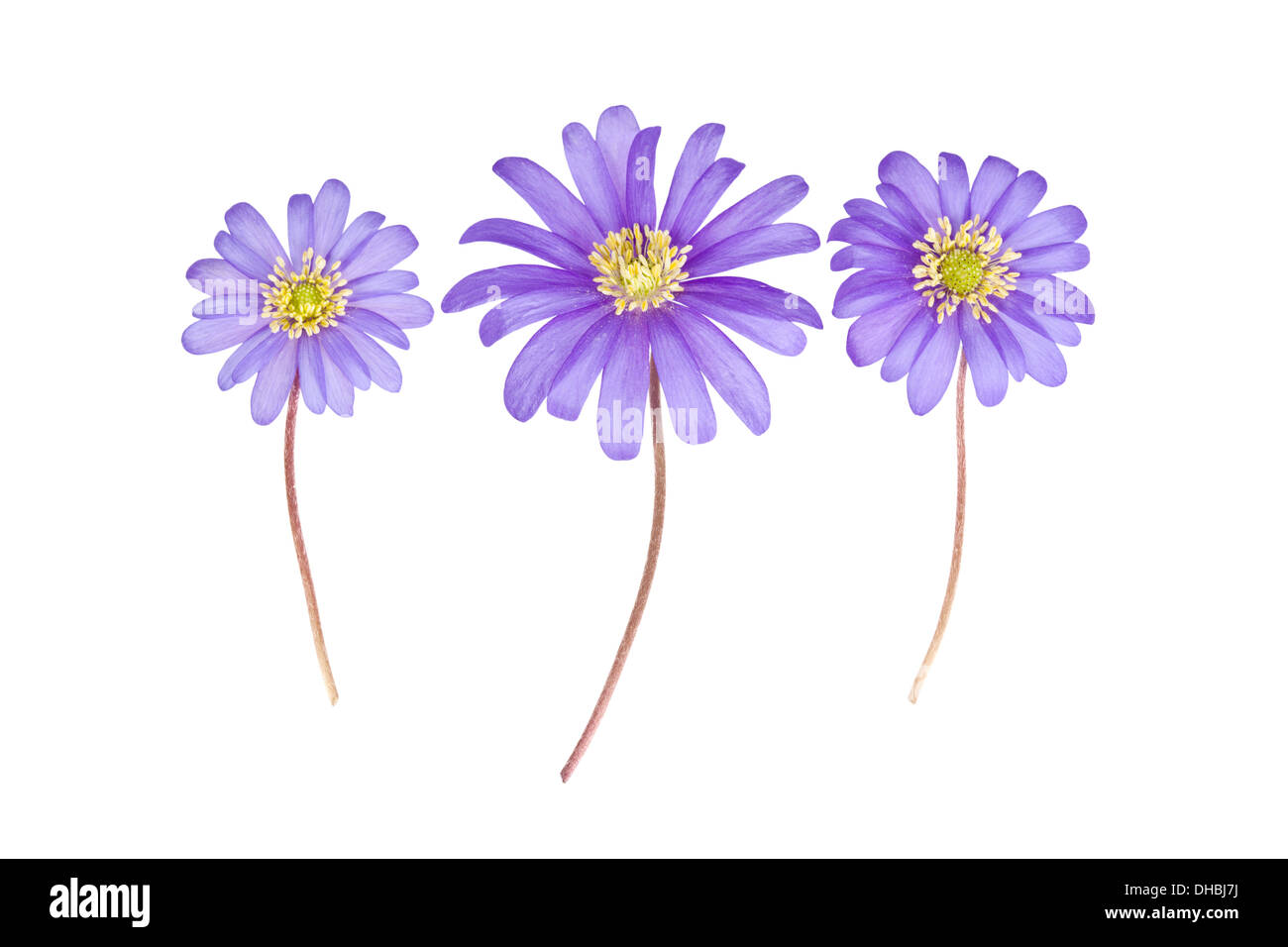 Three blue Anemone blanda flowers isolated on white background with point of focus on centre flower Stock Photo