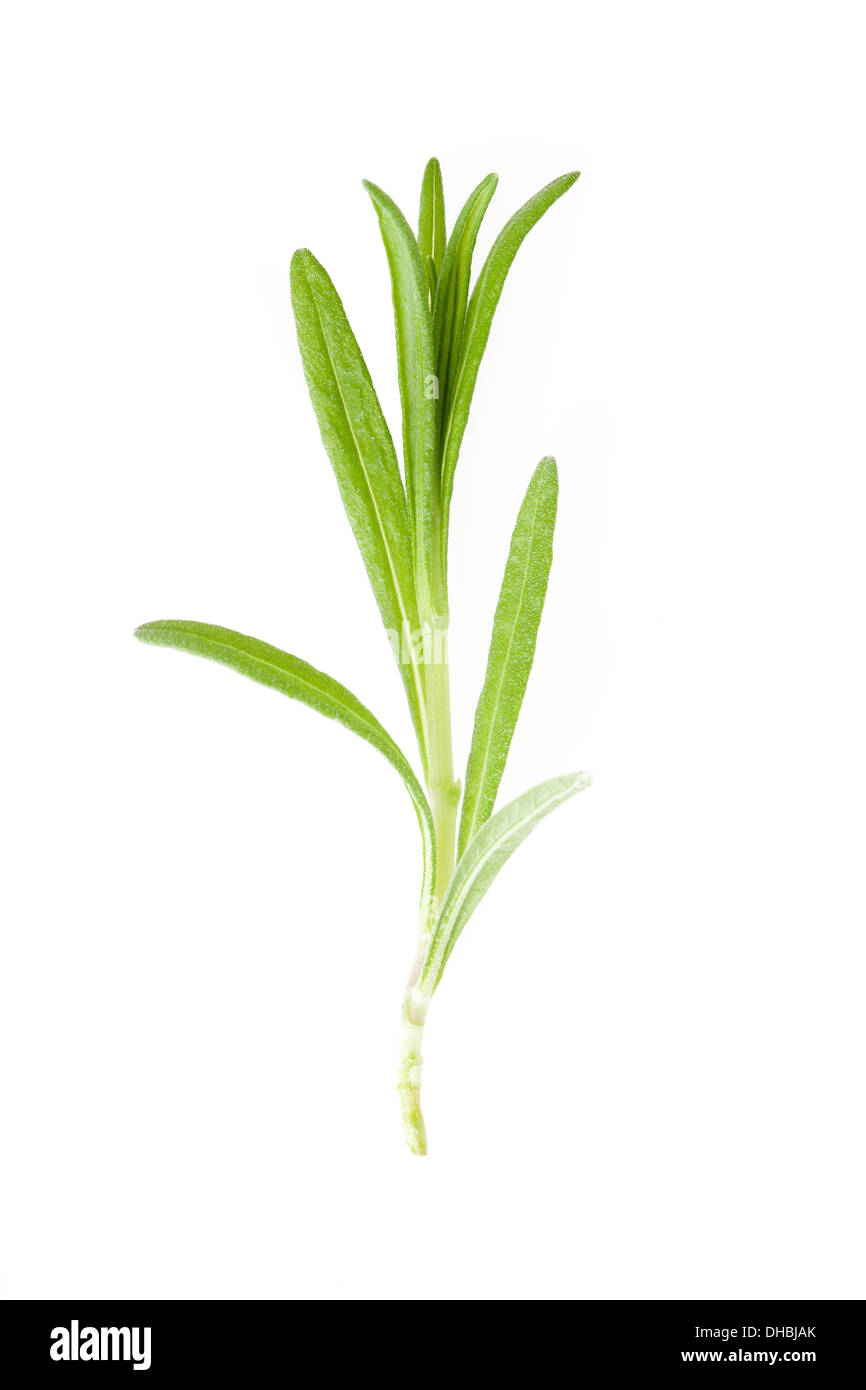 Sprig of Rosemary isolated on white background with shallow depth of field Stock Photo