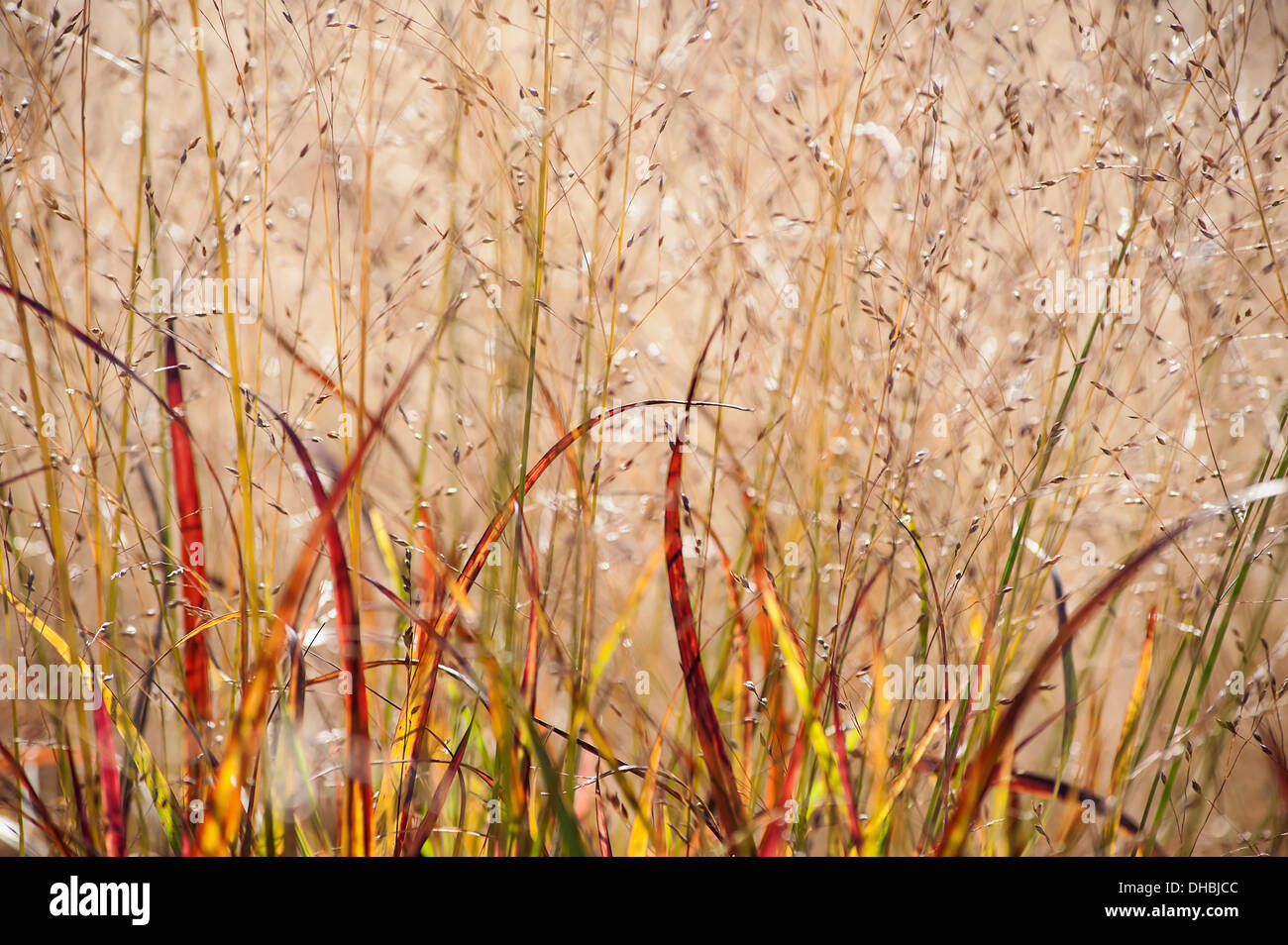 Switch grass, Panicum virgatum 'Shenandoah', showing its red and orange autumn leaf colour Stock Photo