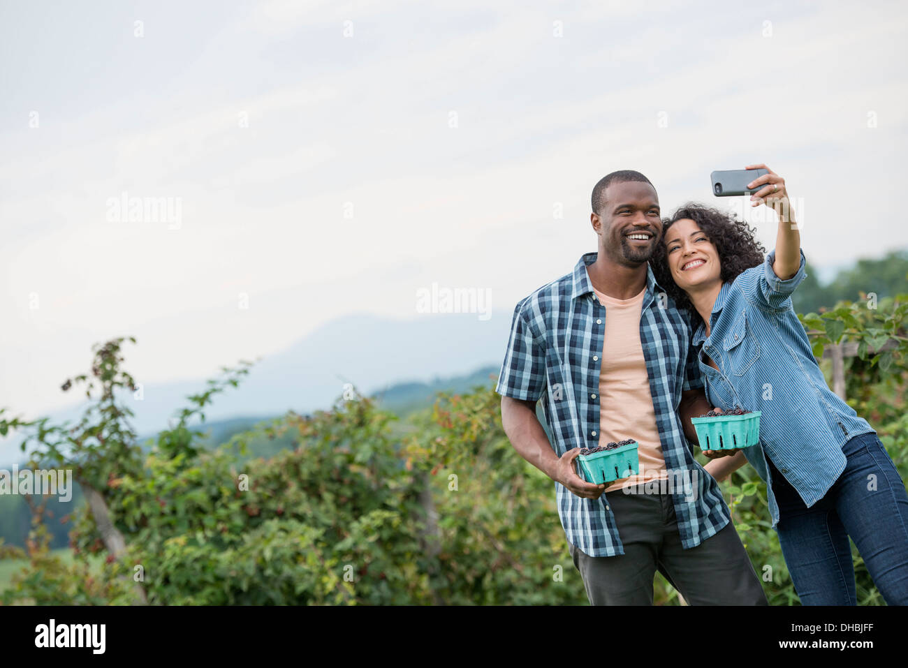 Picking blackberry fruits on an organic farm. A couple taking a selfy with a smart phone, and fruit picking. Stock Photo