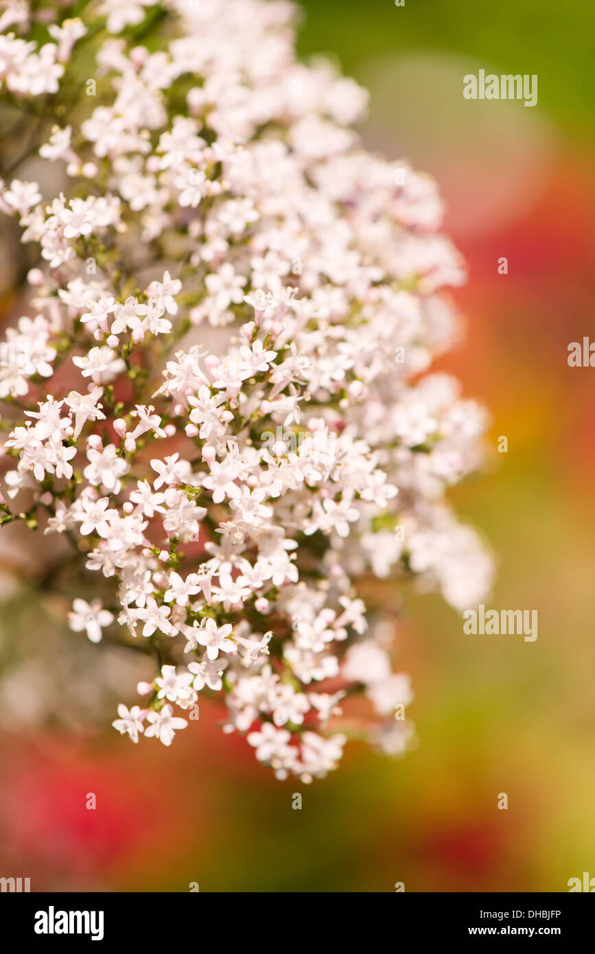 Closeup of Valerian flower (Valeriana Officinalis) Stock Photo