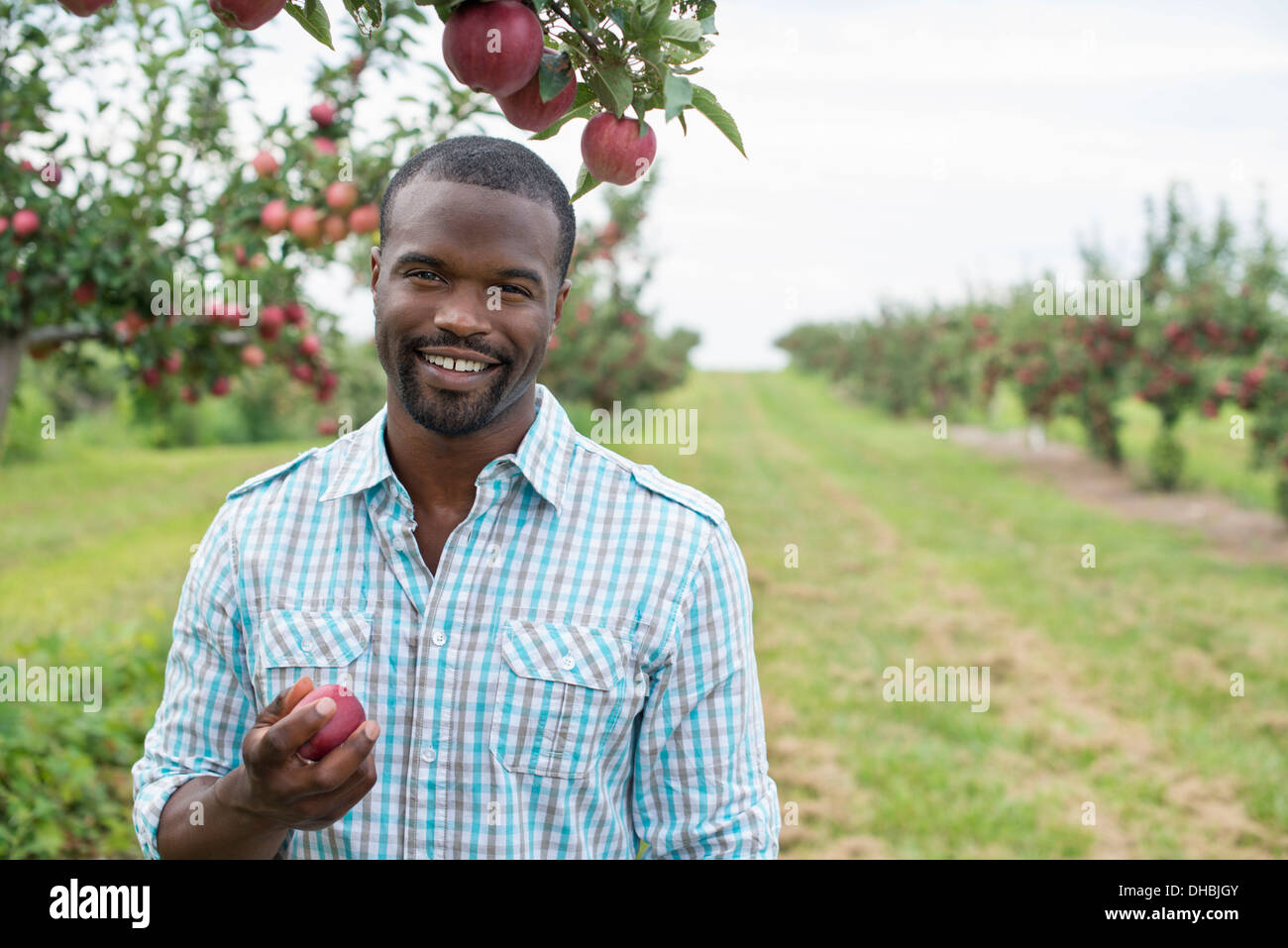 An organic apple tree orchard. A man picking the ripe red apples. Stock Photo