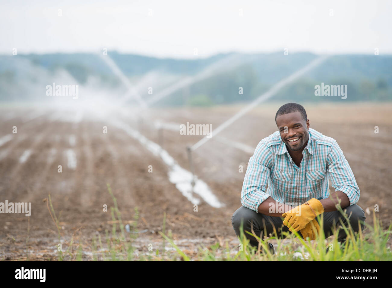 An organic vegetable farm, with water sprinklers irrigating the fields. A man in working clothes. Stock Photo