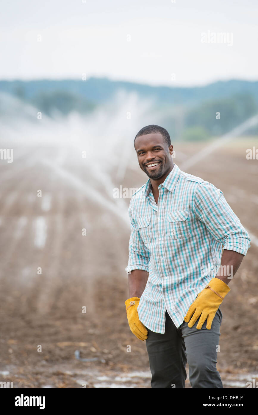 An organic vegetable farm, with water sprinklers irrigating the fields. A man in working clothes. Stock Photo