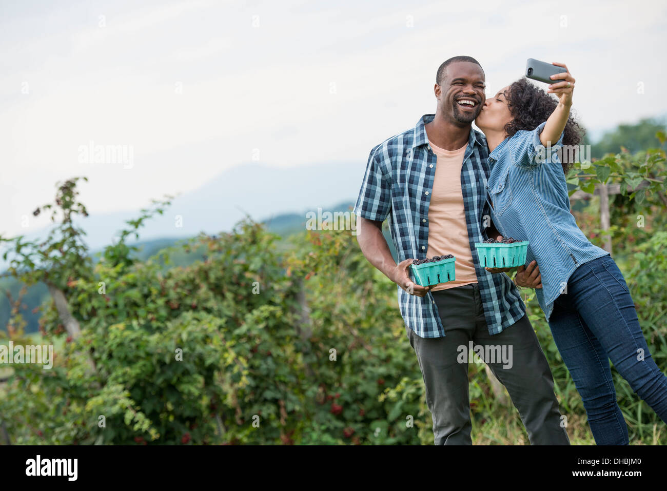 Picking blackberry fruits on an organic farm. A couple taking a selfy with a smart phone, and fruit picking. Stock Photo