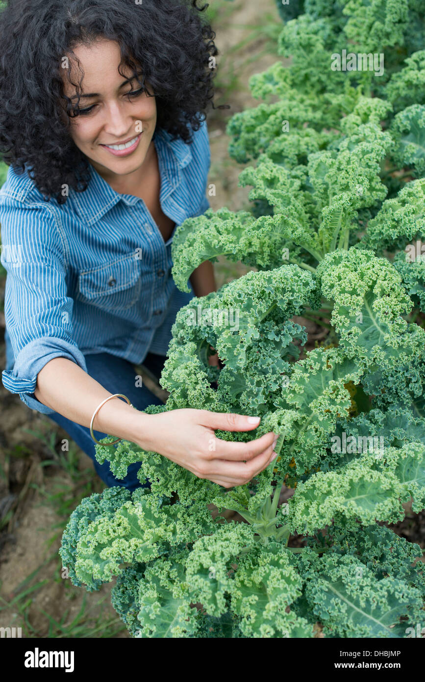 An organic vegetable farm. A woman working among the crisp curly kale crop. Stock Photo