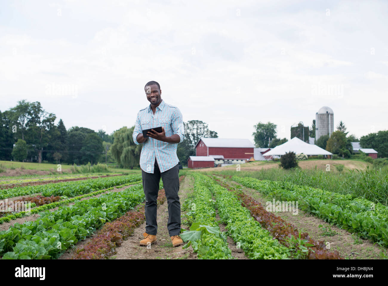 An organic farm growing vegetables. A man in the fields inspecting the lettuce crop, using a digital tablet. Stock Photo