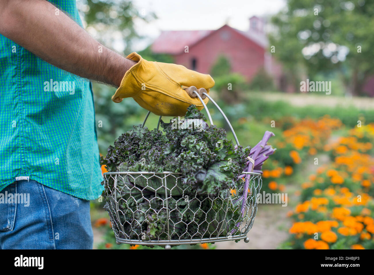 An organic vegetable garden on a farm. A man carrying a basket of freshly harvested green leaf crop. Stock Photo