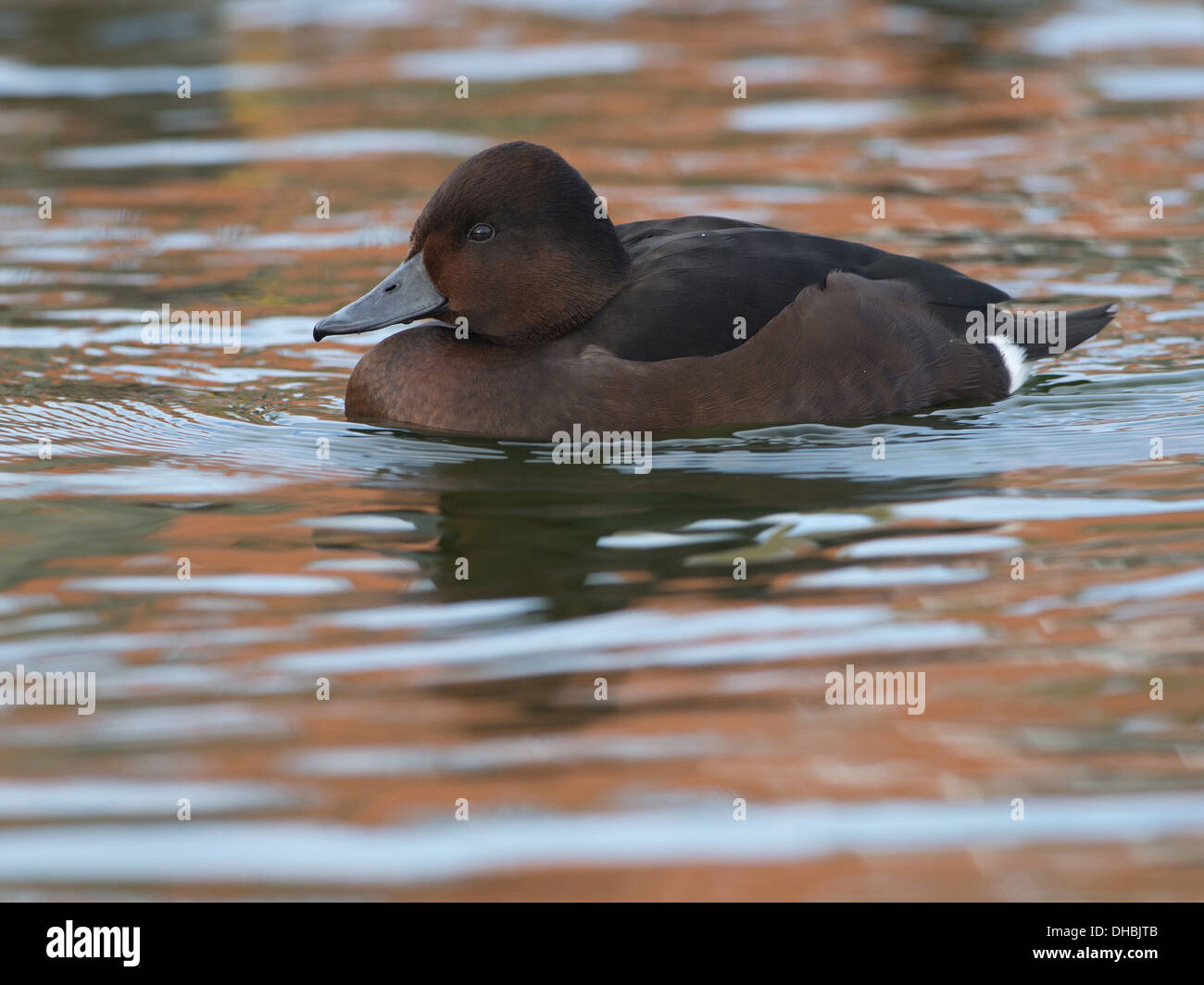 Ferruginous Duck, Aythya nyroca, Germany, Europe Stock Photo