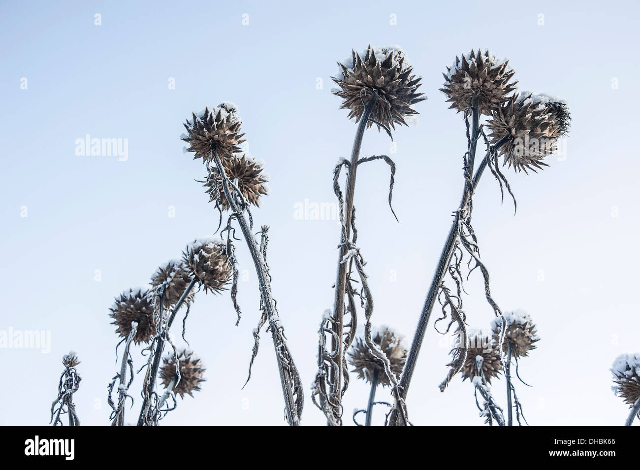 Cardoon,Cynara cardunculus, Several stems of  seedheads with snow and frost on them, against a pale blue sky. Stock Photo