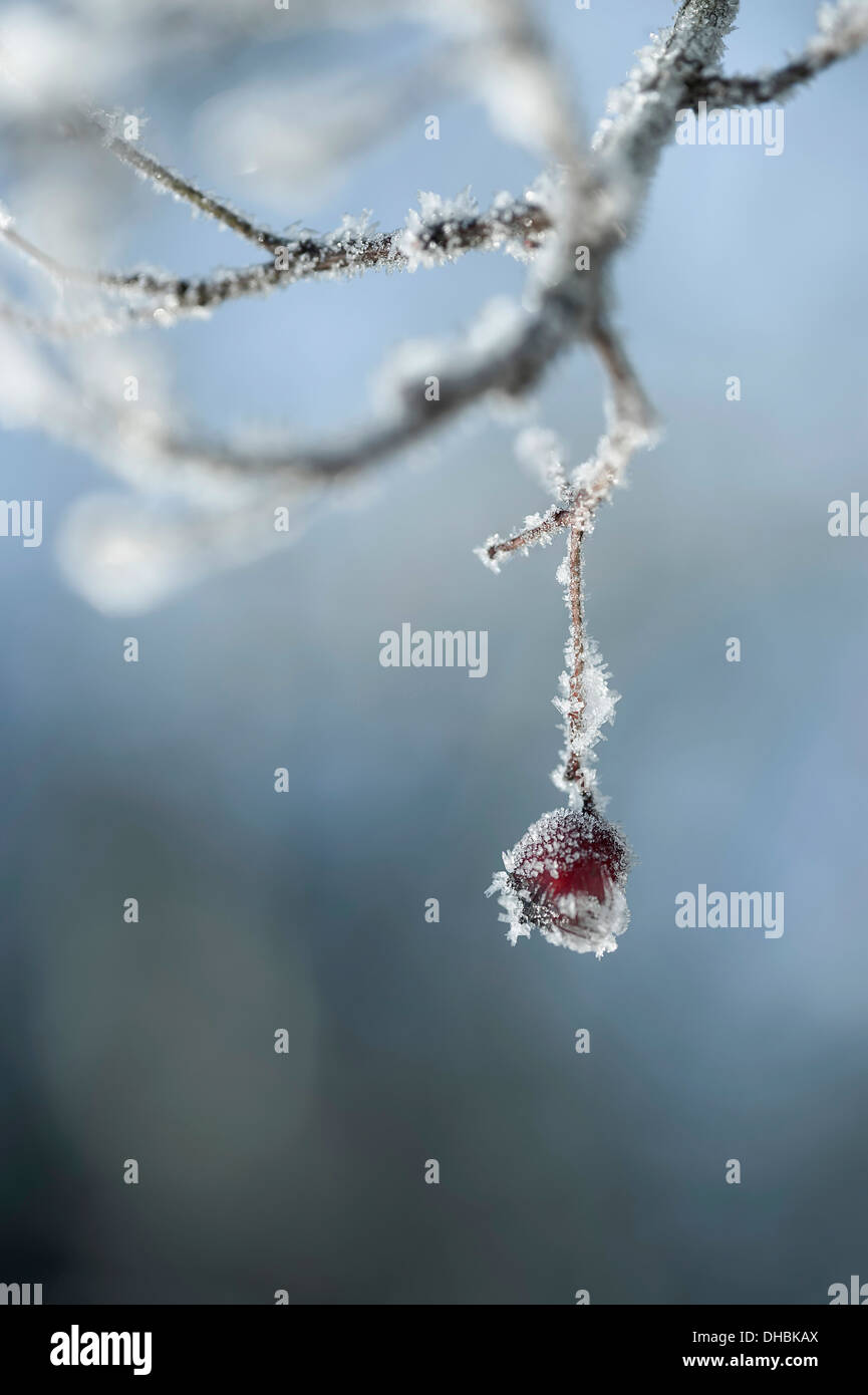 Hawthorn, Crataegus laevigata, one frosted berry or 'haw'  hanging from a twig. Stock Photo