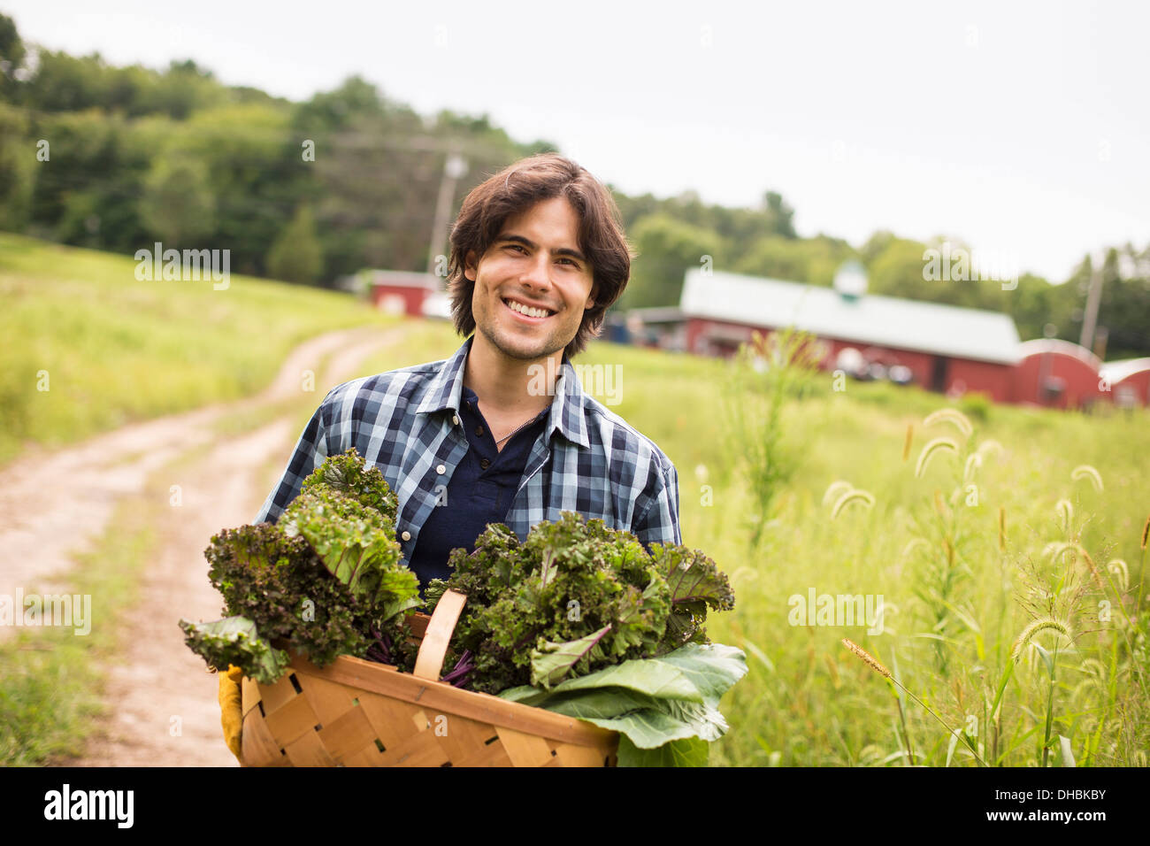 A man carrying a basket full of fresh picked organic vegetables, working on an organic farm. Stock Photo