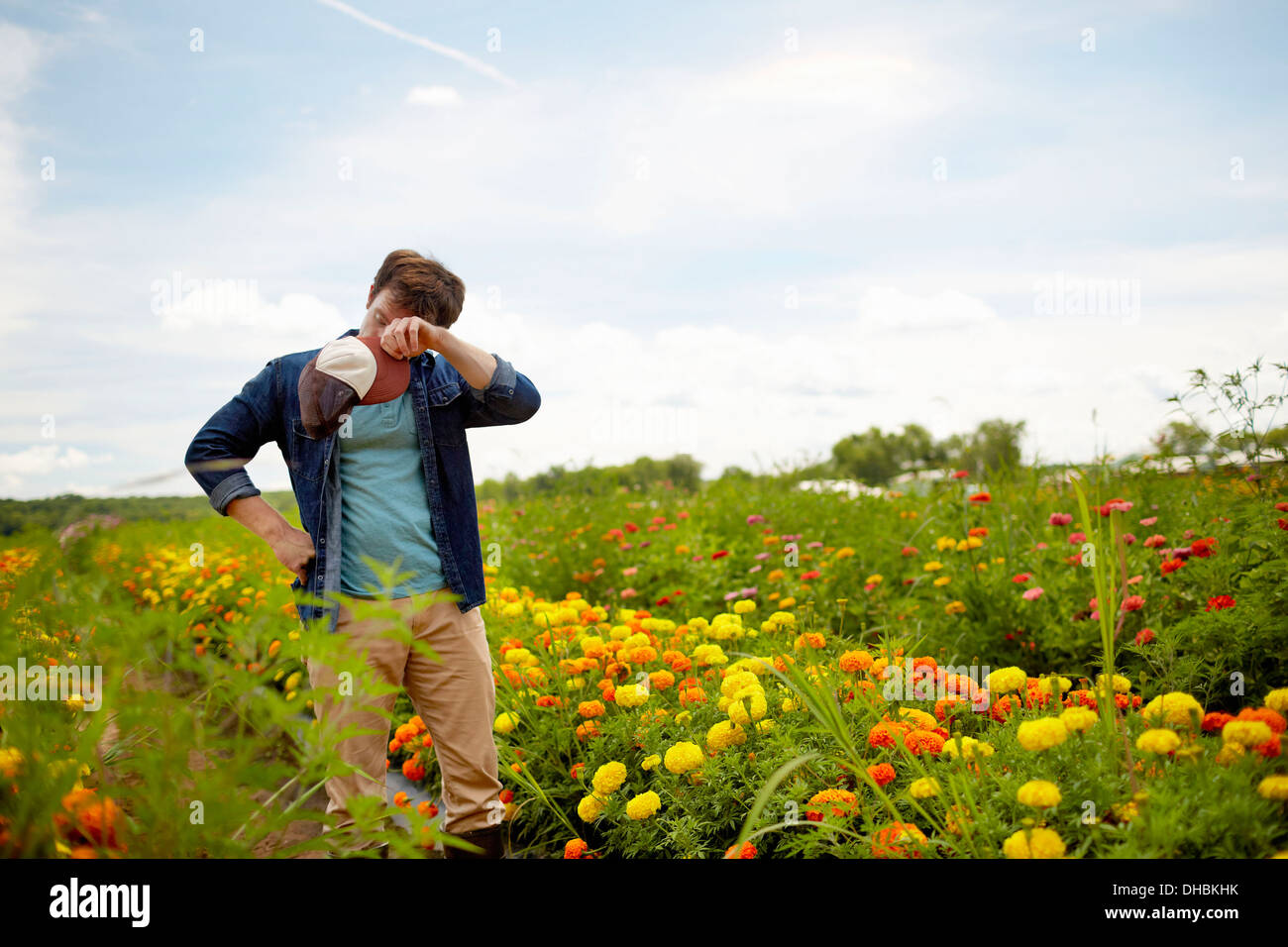 A farmer working in his fields in New York State. A yellow and orange organically grown flower crop. Stock Photo