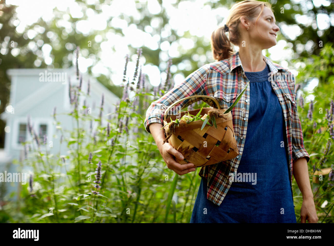 A woman carrying a full basket of fresh picked corn on the cob, and vegetables from the garden. Stock Photo