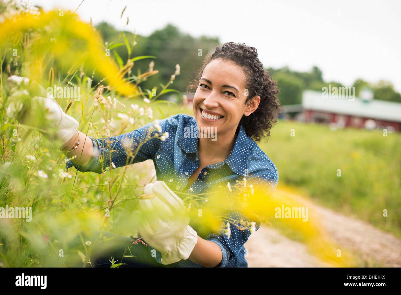 Woman working on an organic farm. Wearing gloves Admiring tall flowering plants. Stock Photo