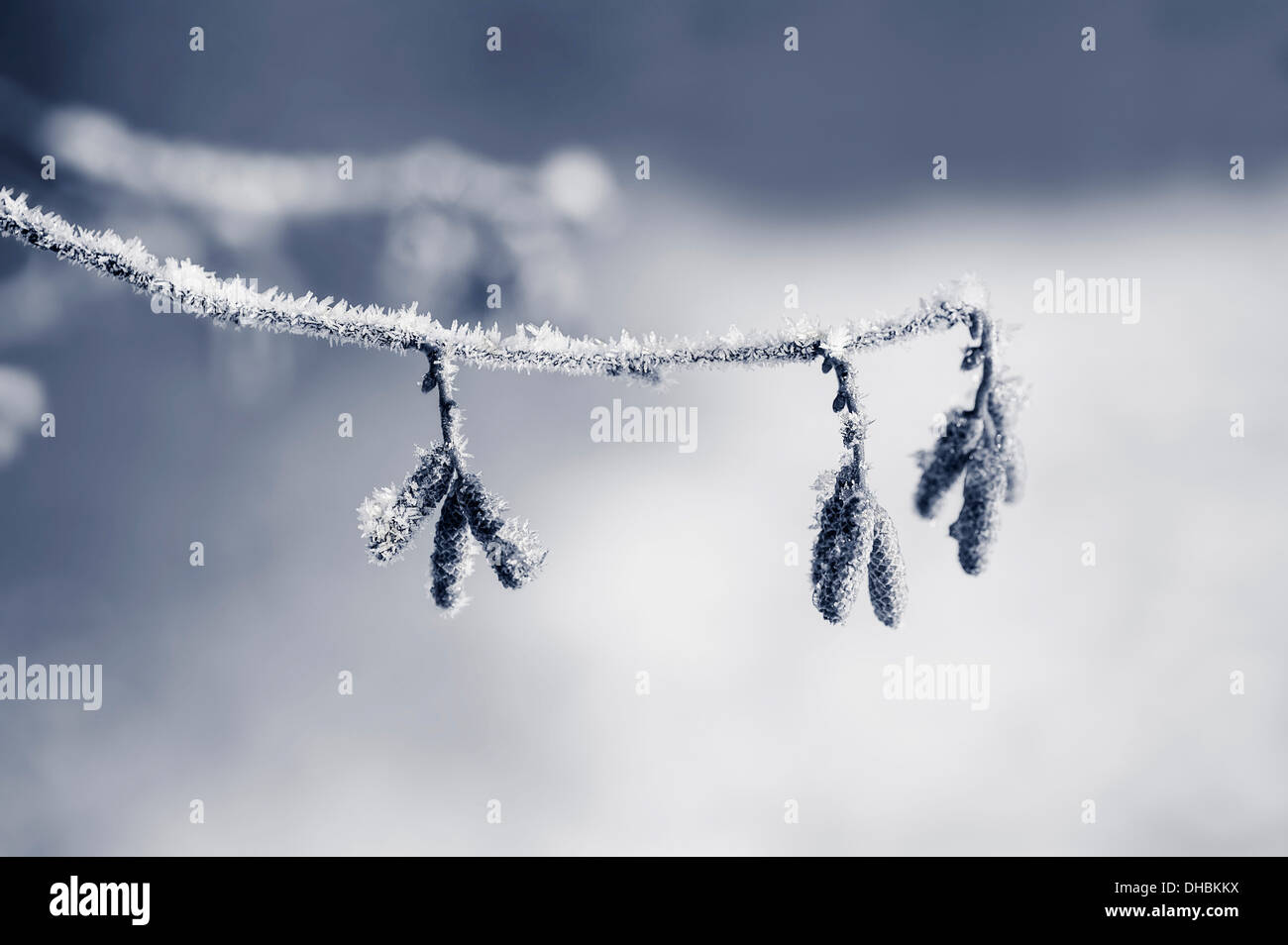 Catkins of Hazel, Corylus avellana, covered in hoary frost, on a twig against a soft focus snowy background. Stock Photo