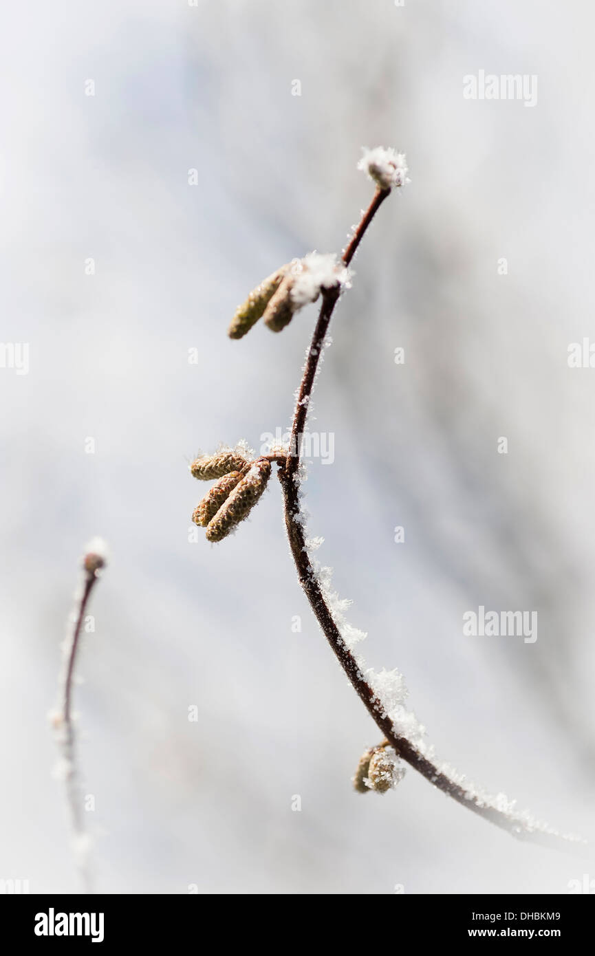 Hazel, Corylus avellana, Snow covered catkins on a twig against a soft focus snowy background. Stock Photo
