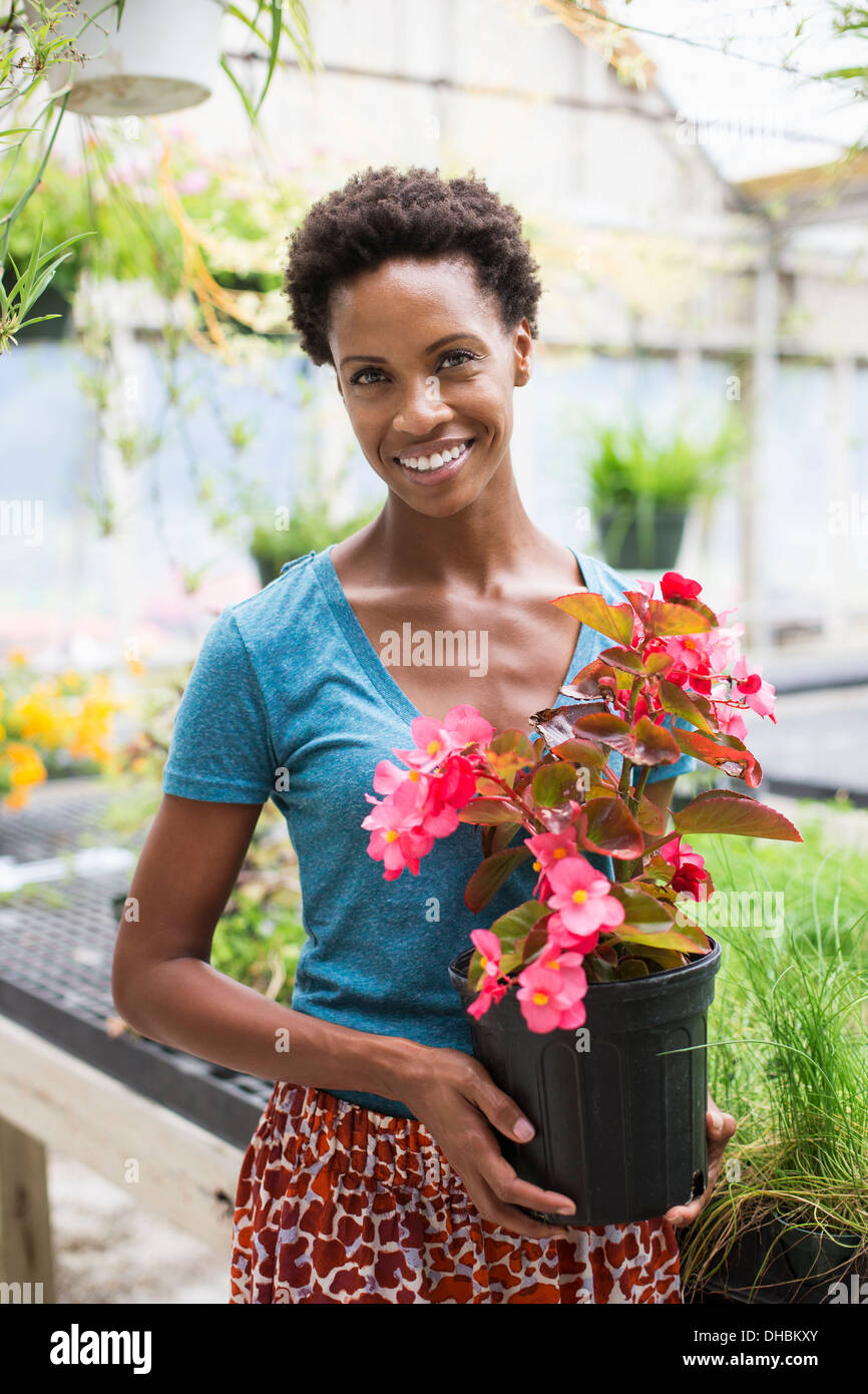 Working on an organic farm. A woman holding a large flowering plant, a begonia with pink petals. Stock Photo