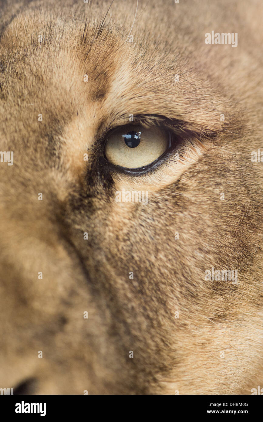 A curious lioness up close in detail. Stock Photo