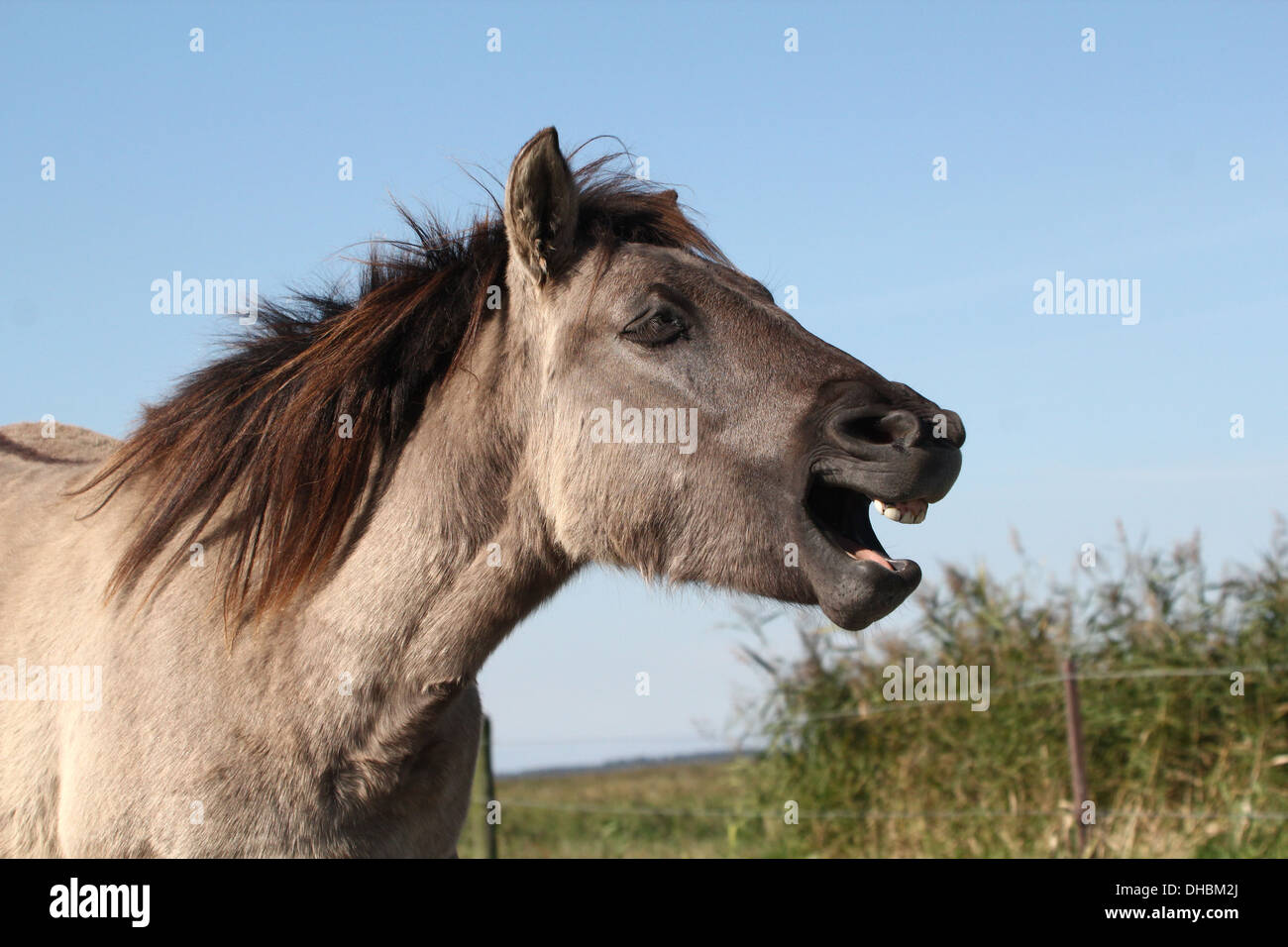 Exuberant Polish primitive horse a.k.a. Konik Horse neighing Stock Photo
