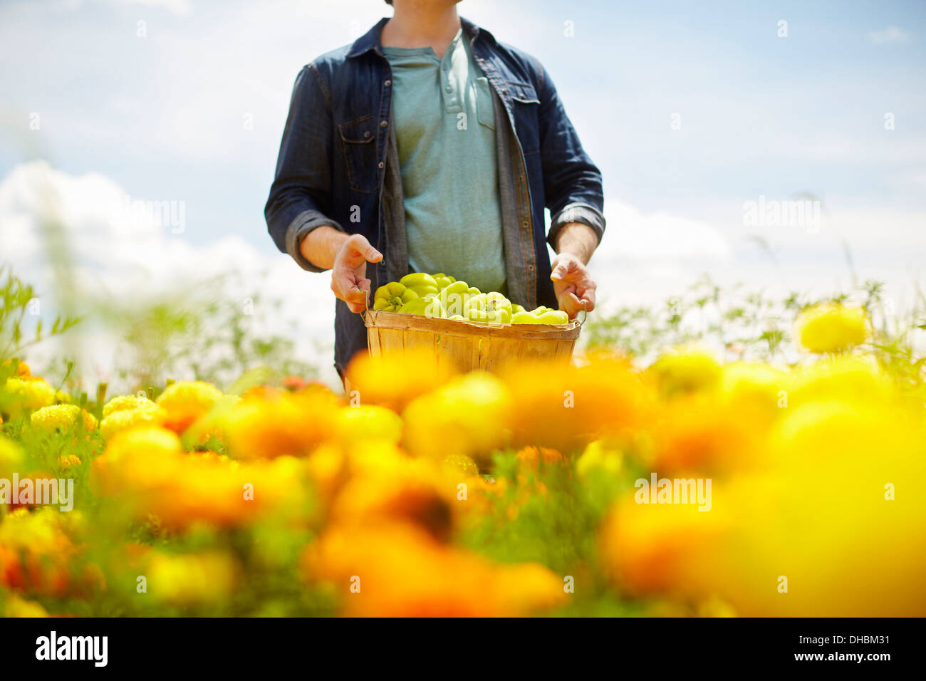 A farmer working in his fields in New York State. A yellow and orange