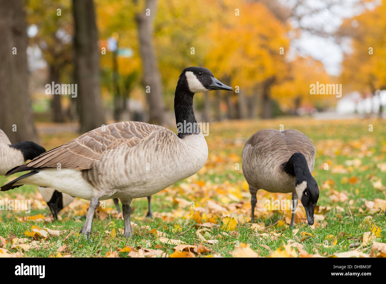 Canadian geese in the park. Chicago, IL Stock Photo