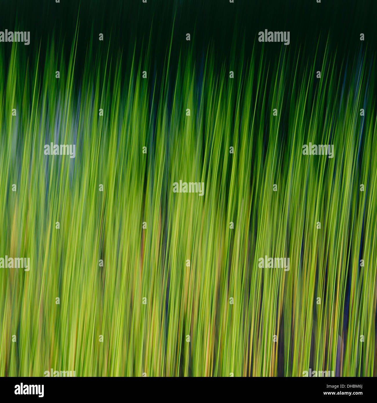 Aquatic grasses in motion underwater in Alpine Lakes Wilderness