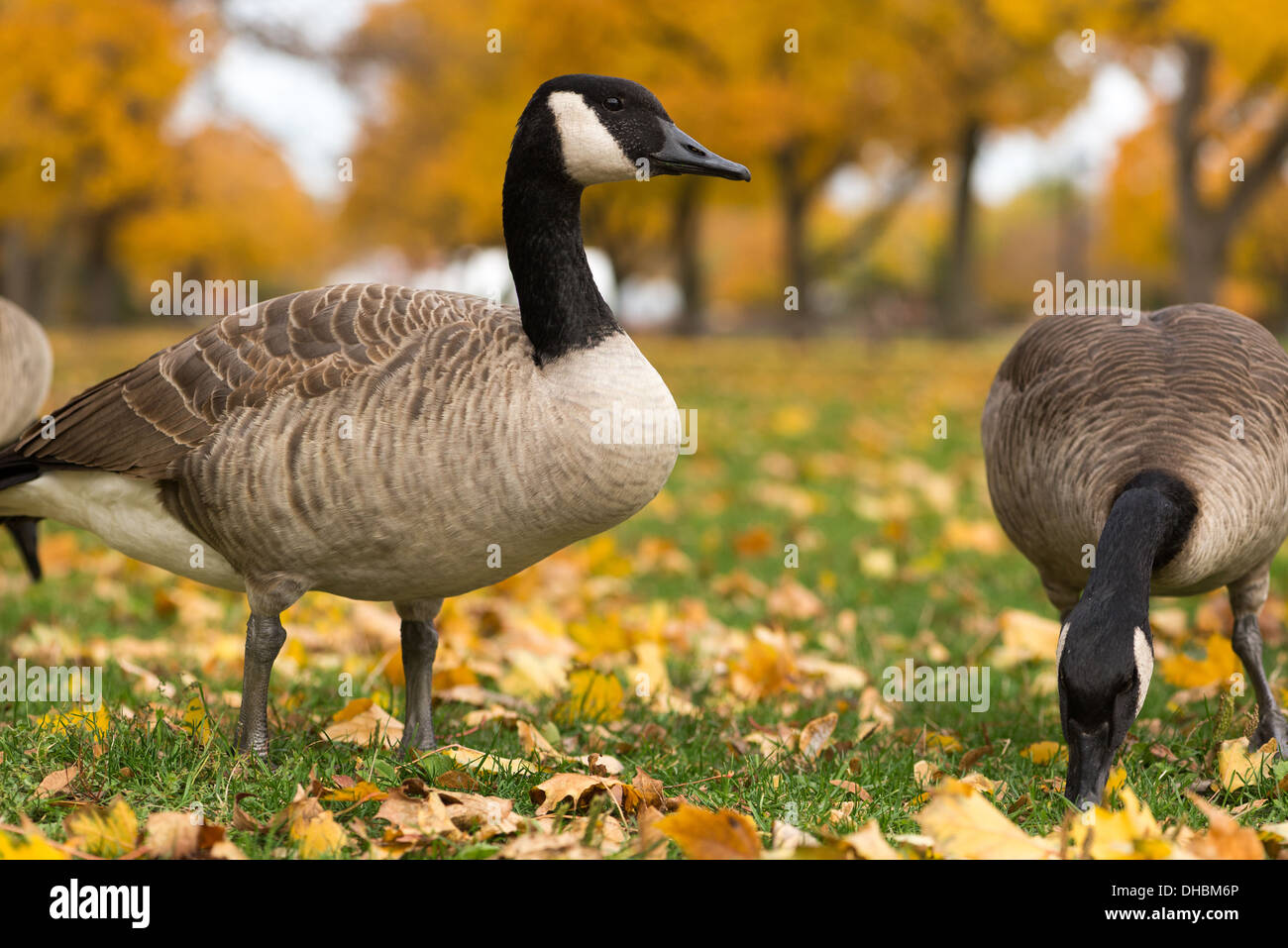 Canadian geese in the park. Chicago, IL Stock Photo