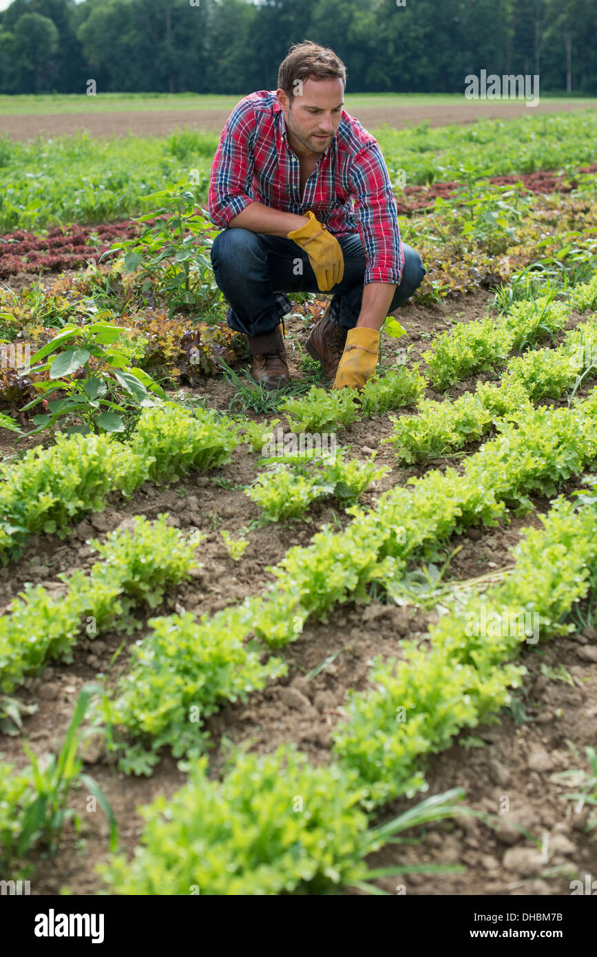 A man in a field of small salad plants growing in furrows. Stock Photo