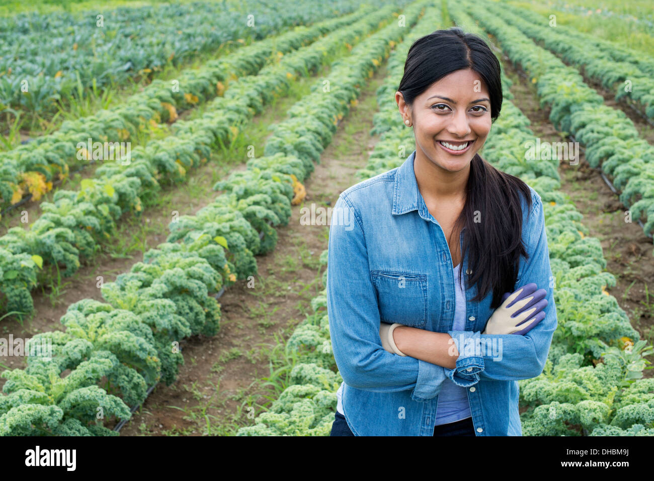 Rows of curly green vegetable plants growing on an organic farm.  A man inspecting the crop. Stock Photo